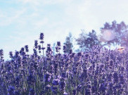 Trip ke Jepang? Tak Lengkap kalau Melewatkan Furano Surga Bunga Lavender