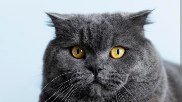 5 Fakta Menarik si Gemoy Kucing Scottish Fold