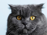5 Fakta Menarik si Gemoy Kucing Scottish Fold