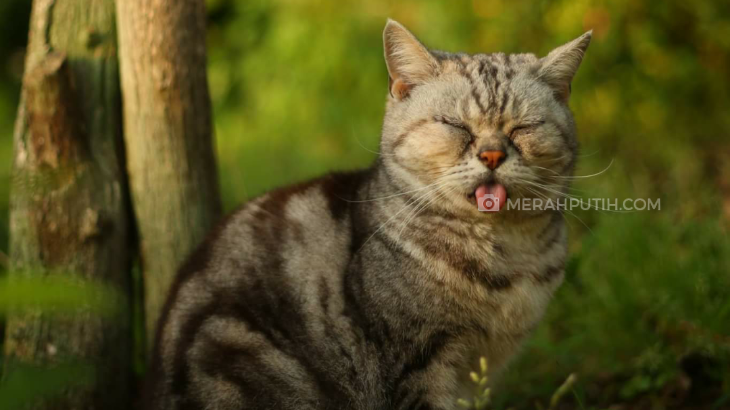 Masayuki Oki, Fotografer Kucing yang Terpikat Kebebasan Kucing Lokal