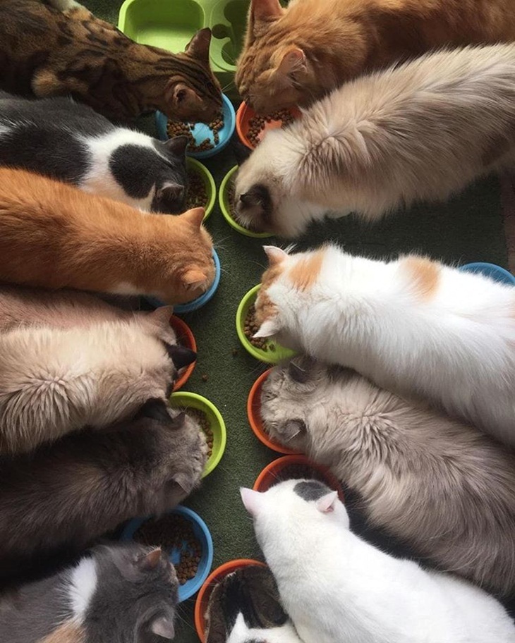Cutie Cat & Cafe. (Foto: instagram.com/cutiecatscafe)