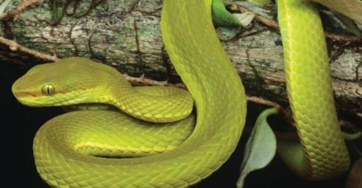 Spesies Ular Baru Ditemukan, Namanya Diambil dari Karakter Harry Potter!