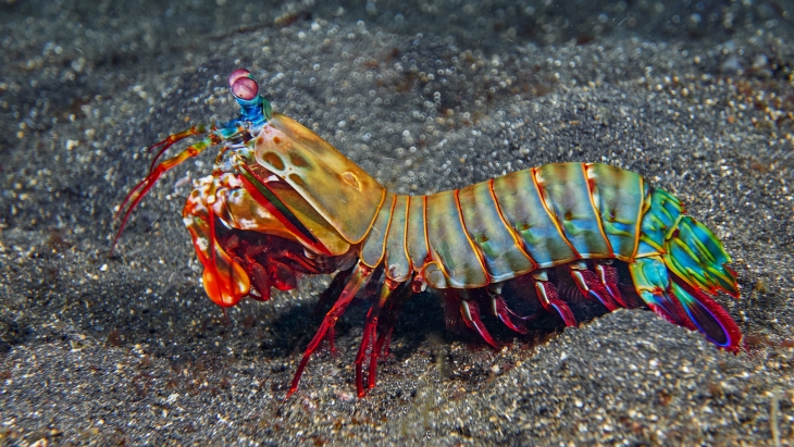 Warnya yang unik dan cantik digemari sebagai udang hias. (Foto: Unsplash/Dorothea Oldani)