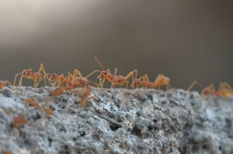 Ilmuwan Perkirakan Ada 20 Kuadriliun Semut di Muka Bumi