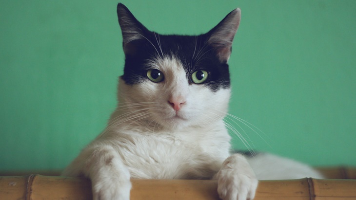 Segala Hal Perlu Kamu Ketahui Tentang Kucing Diare