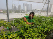 Mengintip Kebun Cabai Manfaatkan Lahan Rooftop Pasar Mayestik Jakarta
