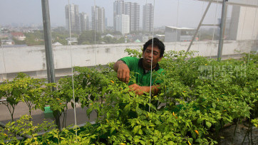 Mengintip Kebun Cabai Manfaatkan Lahan Rooftop Pasar Mayestik Jakarta
