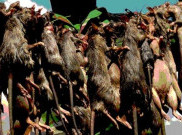 Berhasil Tahan Daging Tikus, Warga Diminta Tak Resah
