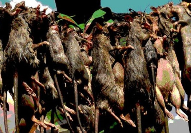 Berhasil Tahan Daging Tikus, Warga Diminta Tak Resah