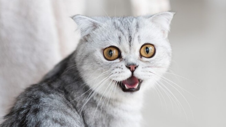 Apakah Kucing Bisa Merasa Cemburu?