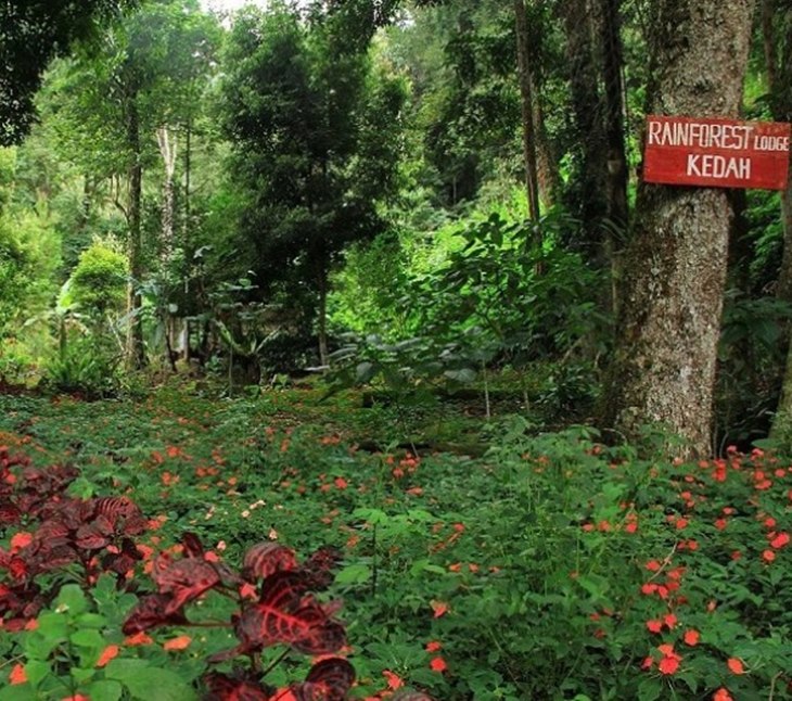 kedah gayo