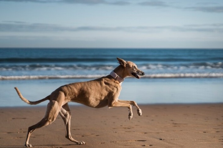 anjing pharaoh hound