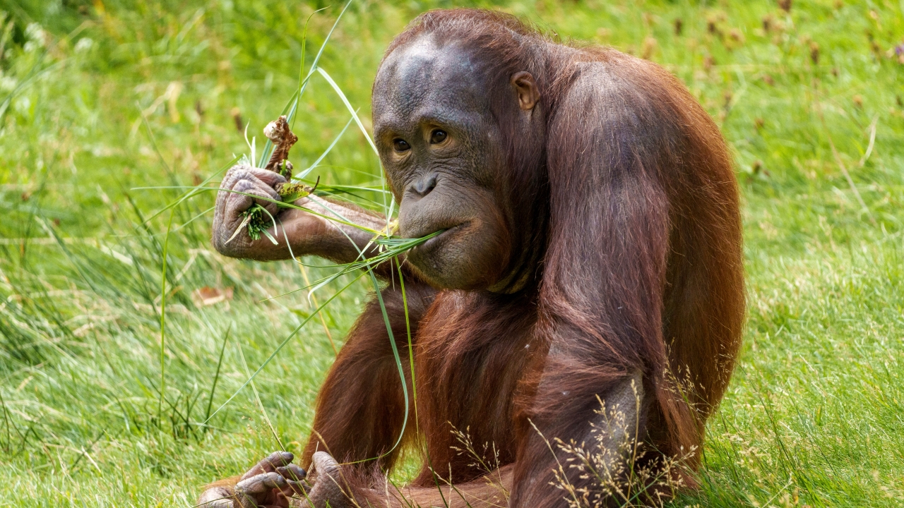Orang Utan Ditemukan Pingsan di Ladang Sawit Ketapang, Diduga Terpapar Asap Kebakaran