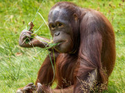 Orang Utan Ditemukan Pingsan di Ladang Sawit Ketapang, Diduga Terpapar Asap Kebakaran