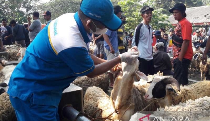Pemerintah Bentuk Satgas Penanganan PMK, Dipimpin Kepala BNPB