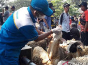 Pemerintah Bentuk Satgas Penanganan PMK, Dipimpin Kepala BNPB