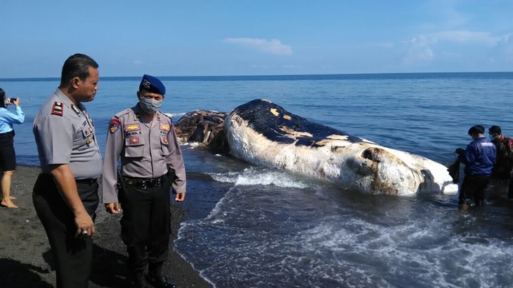 Kondisi ikan Paus yang mati terdampar di pantai Buleleng Bali. Senin (19/3).(FOTO IST)