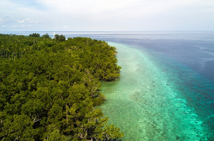 Jelajah Maluku Utara, Surga Penyu Hijau di Tanjung Waka