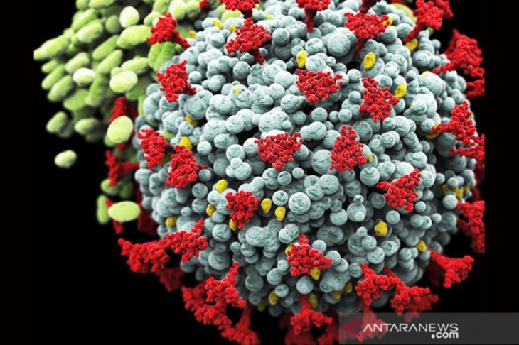 Ilustrasi - Varian baru virus Coronavirus, Covid-19 SARS-CoV-2. (ANTARA/Shutterstock/pri)