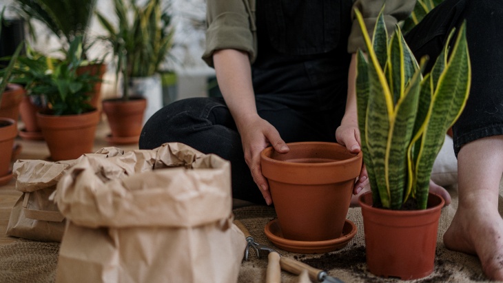 Pot akan membuat taaman menjadi lebih cantik dan tertata rapih. (Foto: pexel/cottonbro)