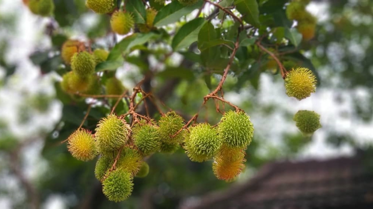 Rambutan sangat bermanfaat bagi kesehatan (Foto: Instagram/mayasuhud)