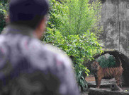 Pramono Bantah Pakan Satwa Ragunan Diembat Petugas: Lihat Sendiri Sri Deli Sekarang Besar Sehat