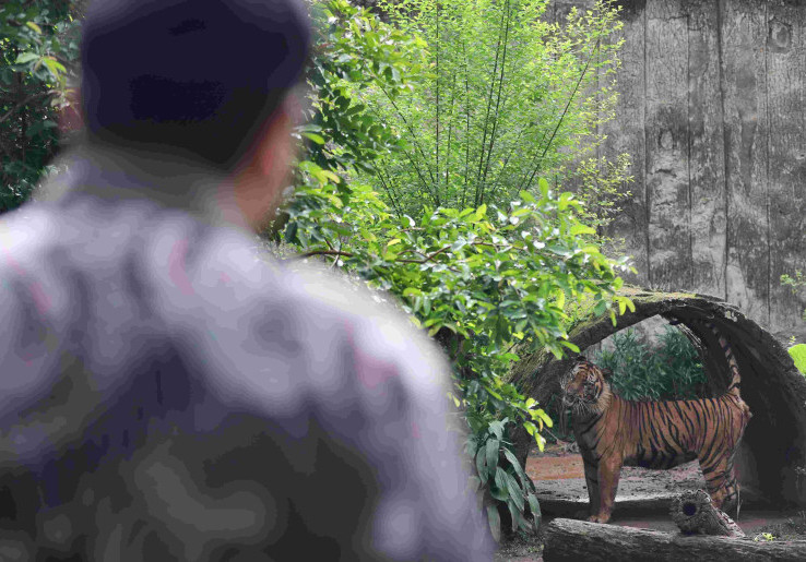 Pramono Bantah Pakan Satwa Ragunan Diembat Petugas: Lihat Sendiri Sri Deli Sekarang Besar Sehat