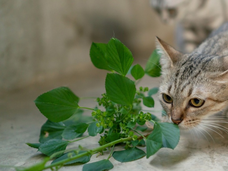 Tak Hanya Memabukkan, Catnip Punya Manfaat Lain untuk Kucing