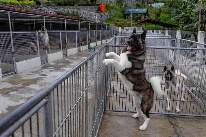 Mengulas Salah Satu Anjing Termahal di Von Haus JHL, Harganya Miliaran Rupiah!