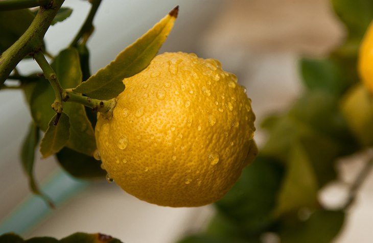 lemon
