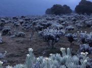 5 Tempat Terindah untuk Melihat Bunga Edelweis