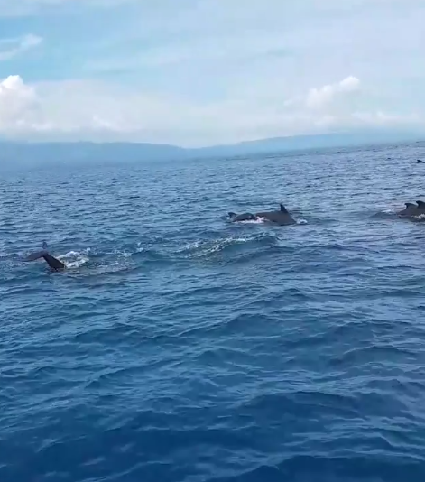 Lumba-lumba di Pulau Siladen (Instagram/effa_hending)