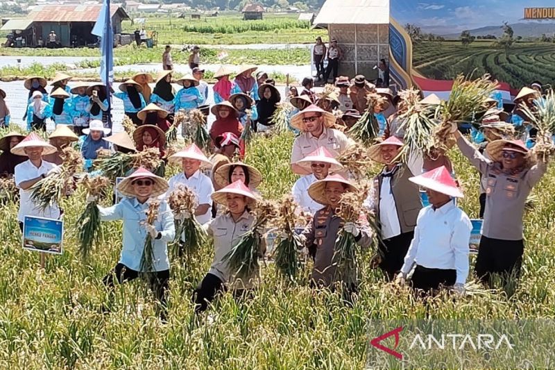 panen raya bawang putih di Sembalun, Kabupaten Lombok Timur, Nusa Tenggara Barat (NTB), Rabu (19/8/2026). ANTARA/Dimyati