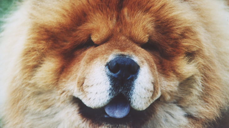 Chow Chow, Teman Jalan Kaki Menggemaskan