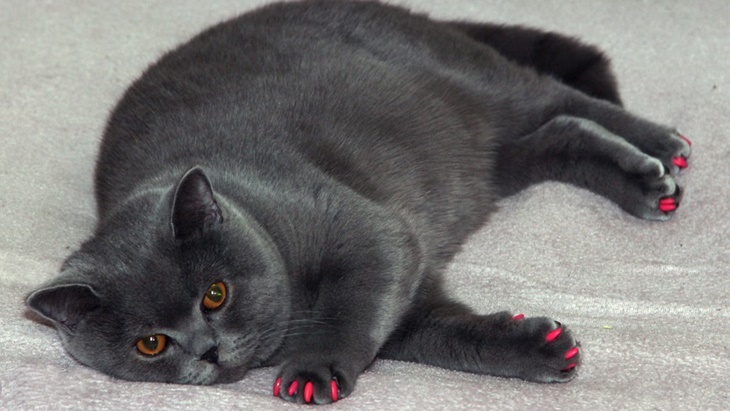Terlalu Gemuk, Kucing Rentan Mengalami Masalah Kesehatan