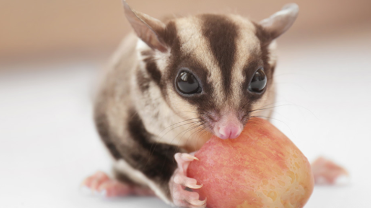sugar glider