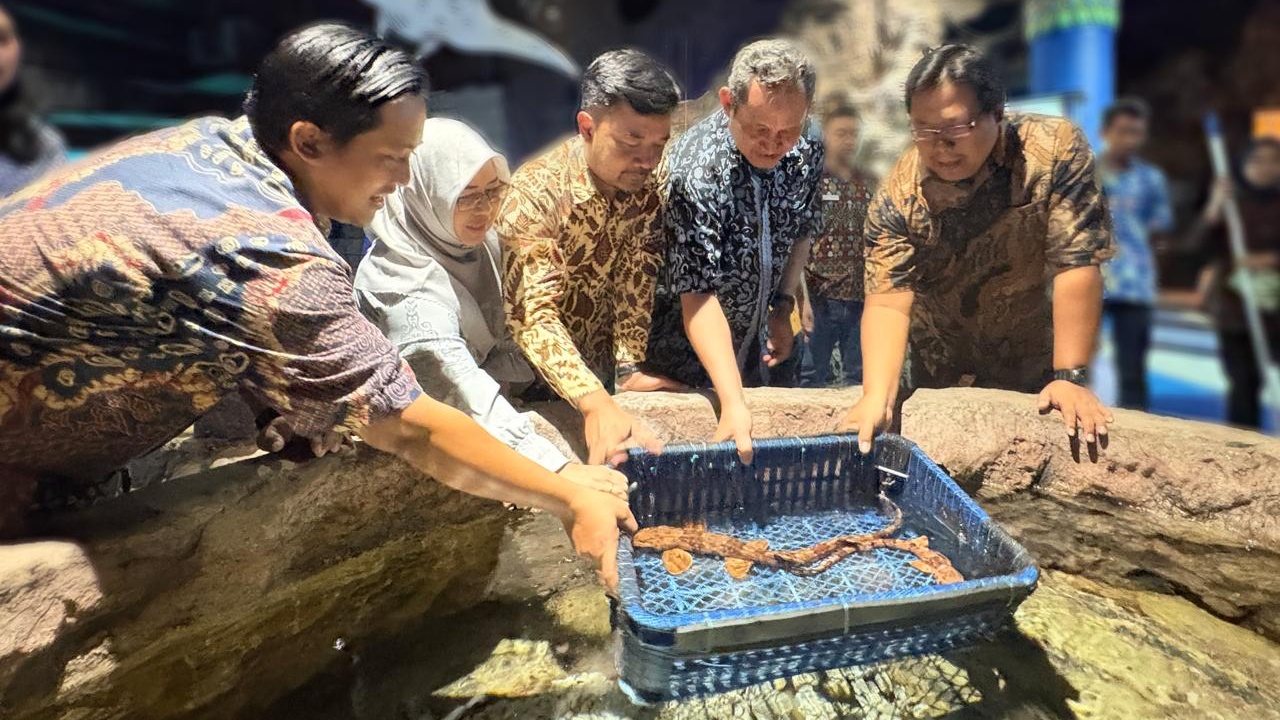 Sea World Ancol Rayakan Ulang Tahun ke-33, Hadirkan Hiu Berjalan Halmahera