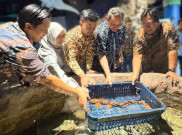 Sea World Ancol Rayakan Ulang Tahun ke-33, Hadirkan Hiu Berjalan Halmahera