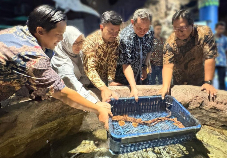 Sea World Ancol Rayakan Ulang Tahun ke-33, Hadirkan Hiu Berjalan Halmahera