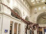 Fosil Dinosaurus Terbesar di Dunia Dipamerkan di Museum London