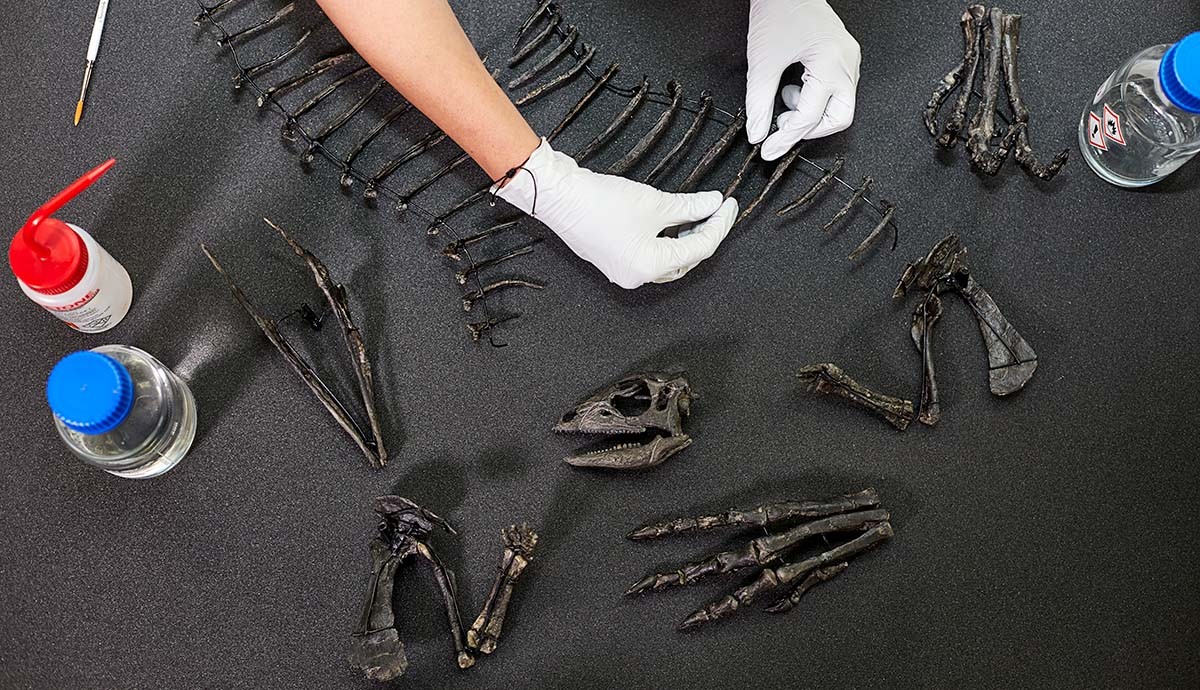 Bikin Ilmuwan Terkejut! Ini Rahasia Dinosaurus Super Cepat
