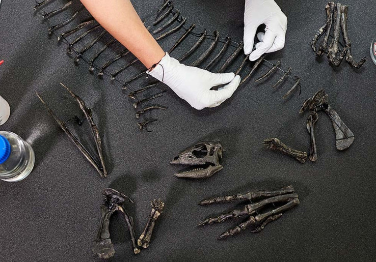 Bikin Ilmuwan Terkejut! Ini Rahasia Dinosaurus Super Cepat 