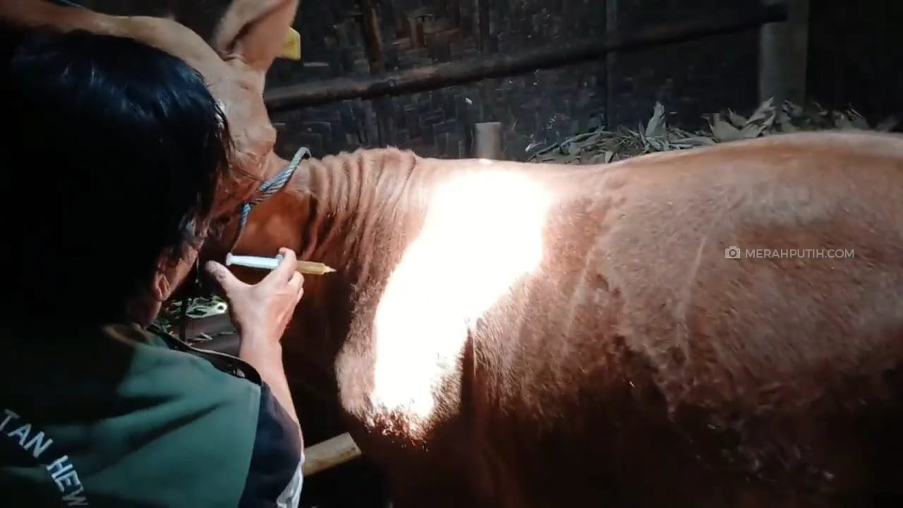 Pemkab Sragen Pastikan 10 Sapi yang Mati Bukan karena Antraks