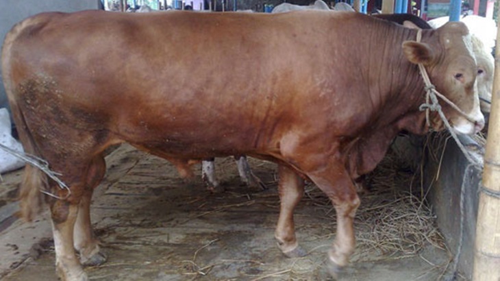 Sapi Limousine (Foto: satwapedia)