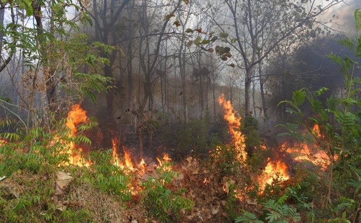 kebakaran hutan