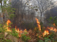  Jadi Lokasi Ibu Kota Baru, Jumlah Kebakaran Hutan di Kalimantan Kian Meningkat
