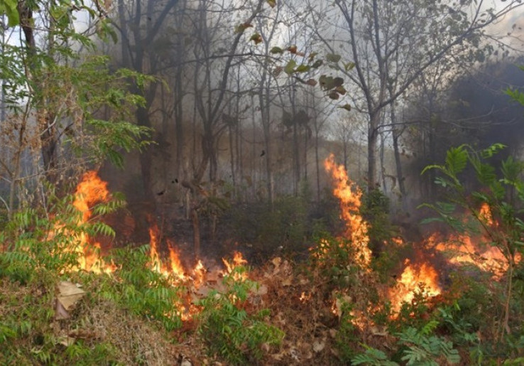  Jadi Lokasi Ibu Kota Baru, Jumlah Kebakaran Hutan di Kalimantan Kian Meningkat