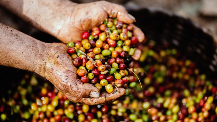 kopi