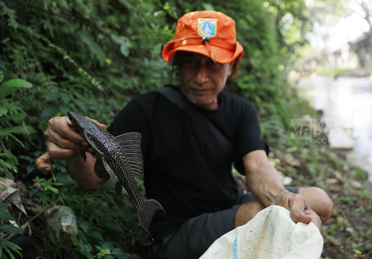 Tak Semua Orang Bisa Tangkap Ikan Sapu-Sapu di Kali Ciliwung, Arief Kamarudin Ingatkan Bahayanya