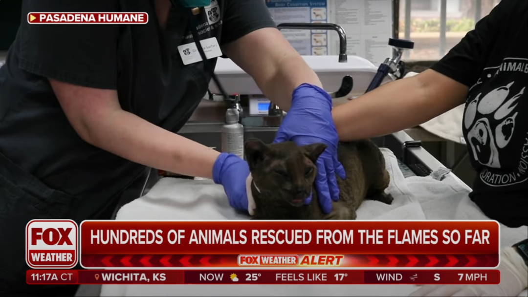 Kisah Haru dari Kebakaran Los Angeles, Kucing Hilang Bertemu Lagi dengan Pemiliknya